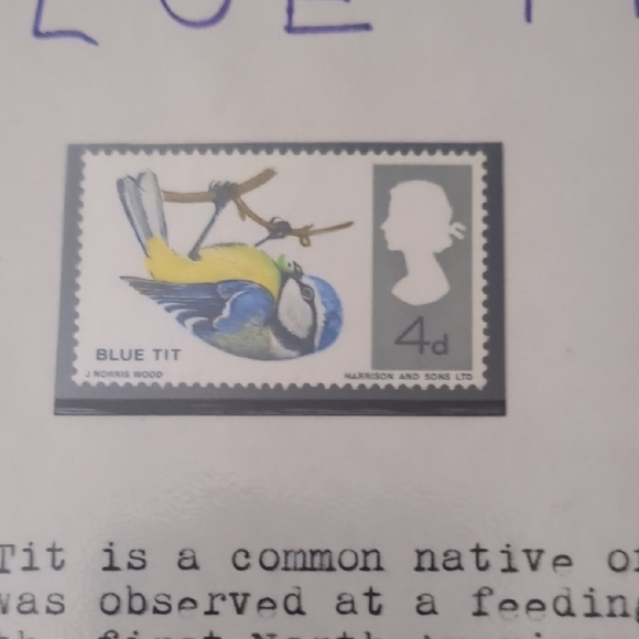 Bluetit Bird Study Stamp - Educational Nature Design - Picture 2 of 2